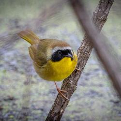 Common Yellow Throat-male