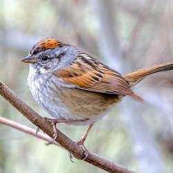 Swamp sparrow