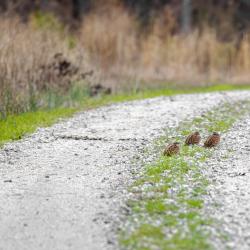 Northern Bobwhite Quail