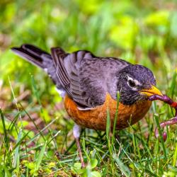 American Robin