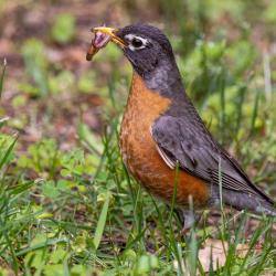 American Robin Worm