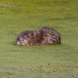 muskrat eat duckweed