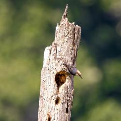 Pygmy Brown Headed Nuthatch