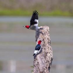 Red-headed woodpecker