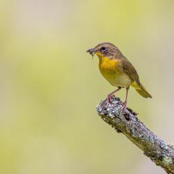 Common Yellow Throat-Female