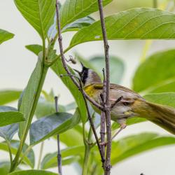 Common Yellow Throat-male