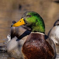 Mallard Duck