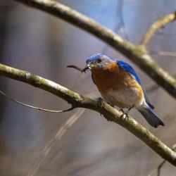 Eastern Bluebird Eating