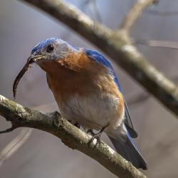 eastern-bluebird-eating