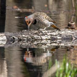 Northern Flicker