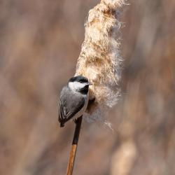 Black-capped chickadee