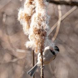 Black-capped chickadee