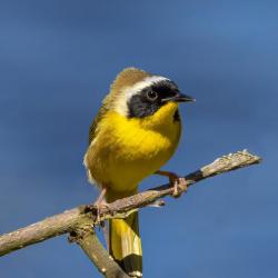 Common Yellow Throat-Male