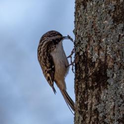 Brown creeper