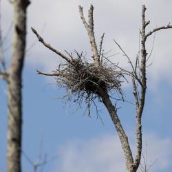 Osprey Nest