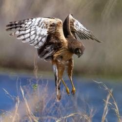 Northern Harrier Hawk