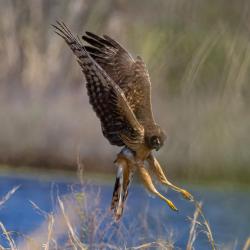 Northern Harrier Hawk