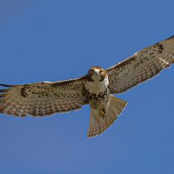 Red-tailed Hawk