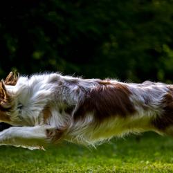Fraia chasing the ball