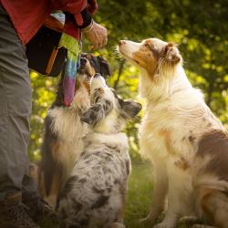 Hettie-Socks-Fraia-Bailey