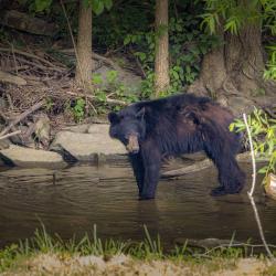 Black Bear in Creek