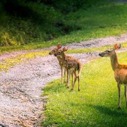 Doe & 2 Fawns Deer Catawba VA