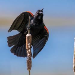 Singing Red-Winged Blackbird on cattails