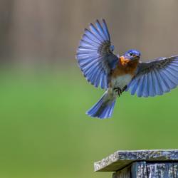Eastern Bluebird Flying into Bluebird Box