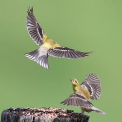Goldfinches Fighting Flying