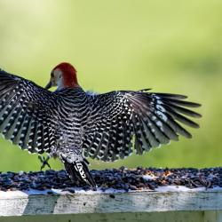 Red-bellied Woodpecker full wing spread