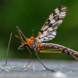 Crane Fly with mites