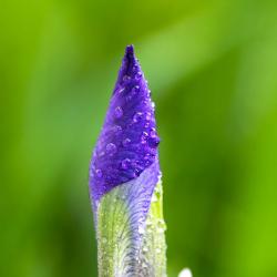 Wild Iris Bud