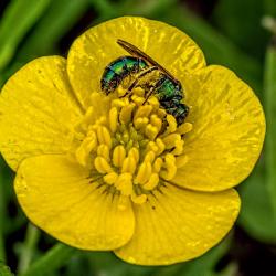 Sweat Bee in yellow flower