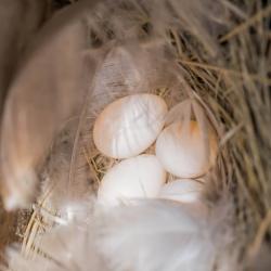 Tree Swallow eggs in nest