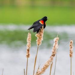 Red-Winged Blackbird in Cattails