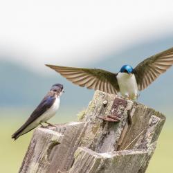Tree Swallows in nesting box with no roof