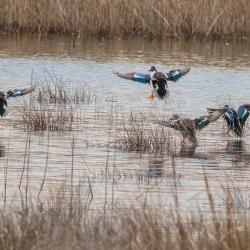 Shoveler Ducks Flying Lake Mattamuskeet