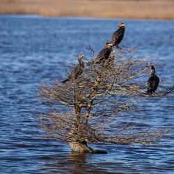 Double-crested Cormorants in tree Lake Mattamuskeet