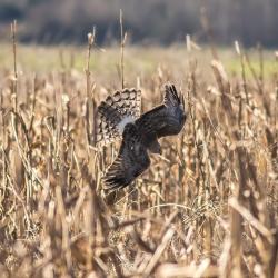 Northern Harrier Hawk in field at Pungo Lake