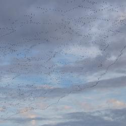 Tundra Swan migration flying Pungo Lake