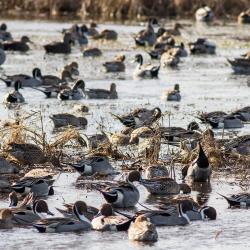 Pintail Ducks Pea Island