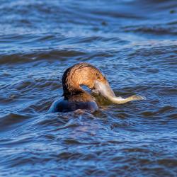 Pied-billed Grebe Eating a Small Bass