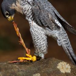 Peregrine Falcon eating a baby chicken