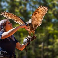 Great Horned Owl PhotoWILD Carolina Raptor Center