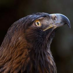 Golden Eagle PhotoWILD Carolina Raptor Center