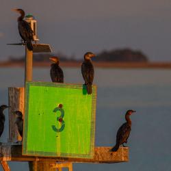 Cormorants at Cumberland Island