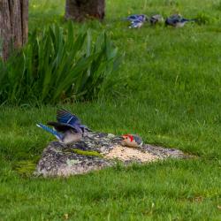 Bluejays Fighting Red-bellied Woodpecker