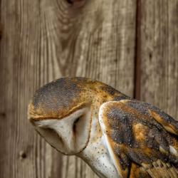 Barn Owl PhotoWILD Carolina Raptor Center