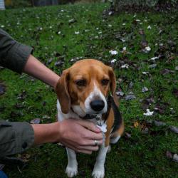 Riley The Beagle-Neighbor
