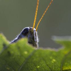 Grasshopper-peeking